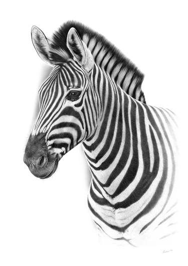 Portrait of a zebra thumb