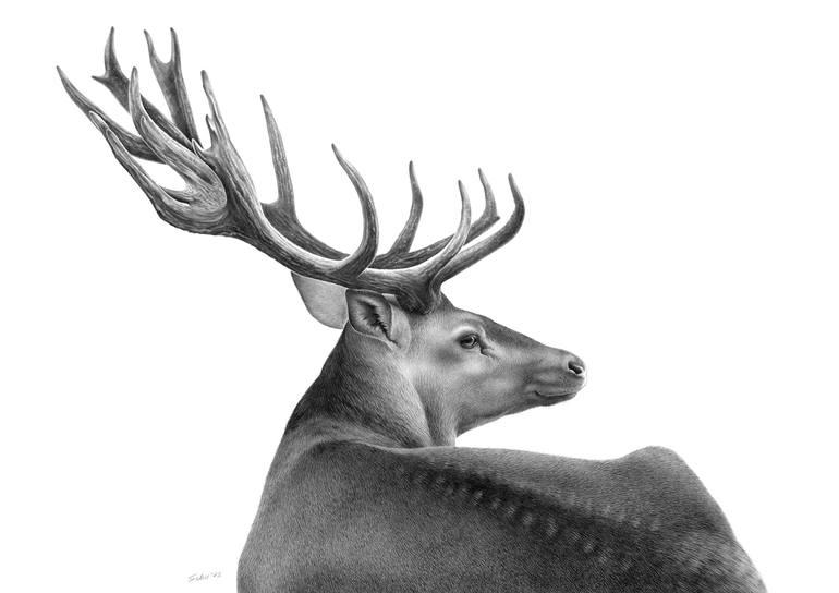 Deer Drawing by SCHU Wildlife Artist