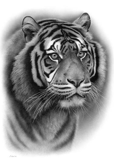 Portrait of a sumatran tiger thumb