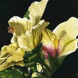 Collection Painted gardens