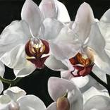 Collection Painted gardens