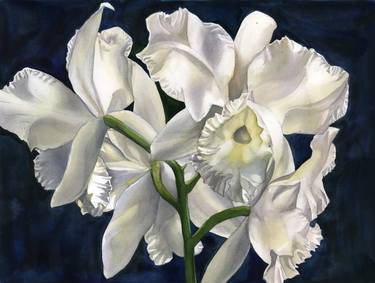 white cattleya orchid with blue thumb