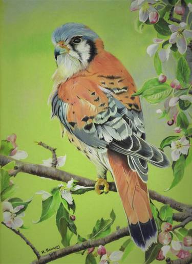 American Kestrel thumb