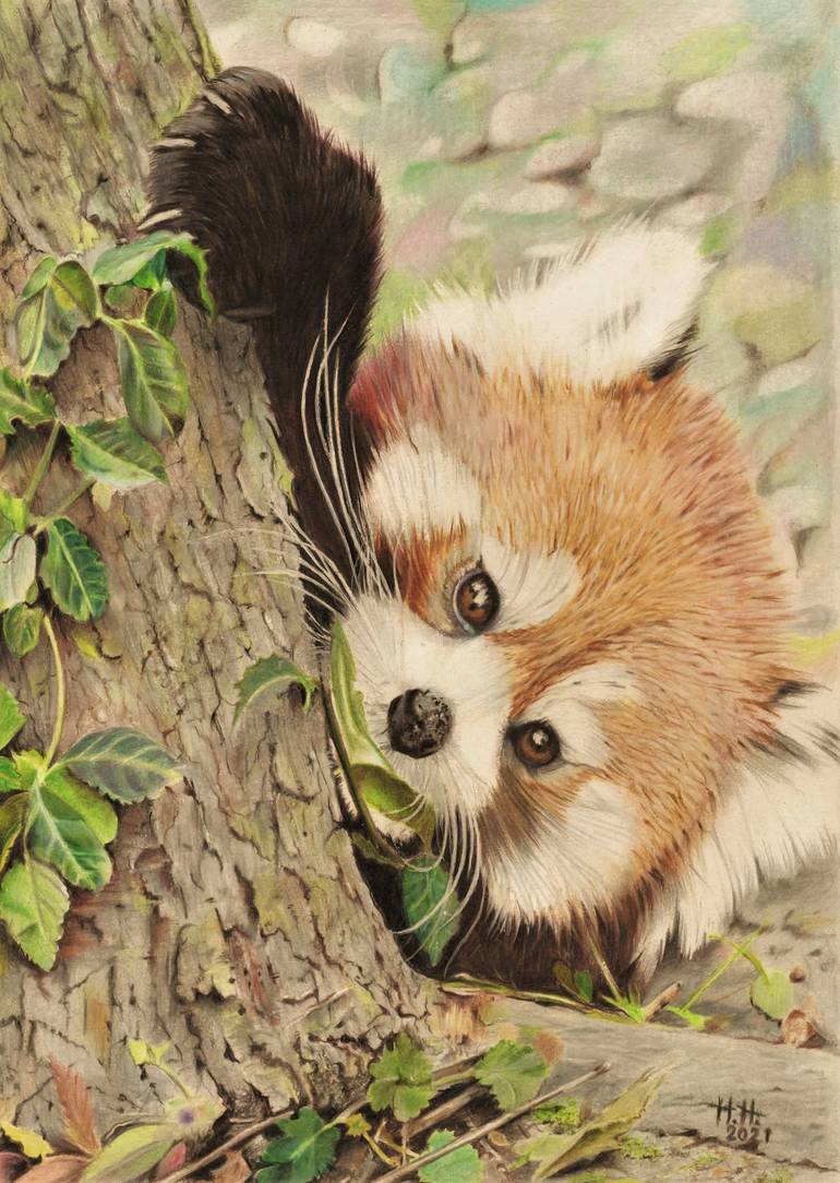 red panda pencil drawing