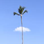 Lonely tree by Marcus Cederberg
