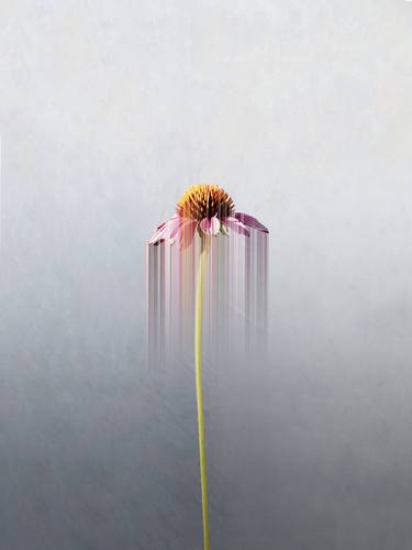 Print of Minimalism Botanic Photography by Marcus Cederberg