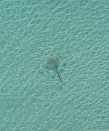 Stingray thumb