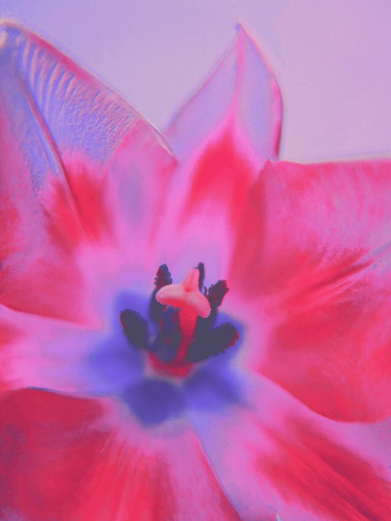 Candy tulip - Print