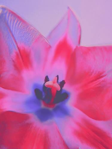 Print of Pop Art Floral Photography by Carrie Mok
