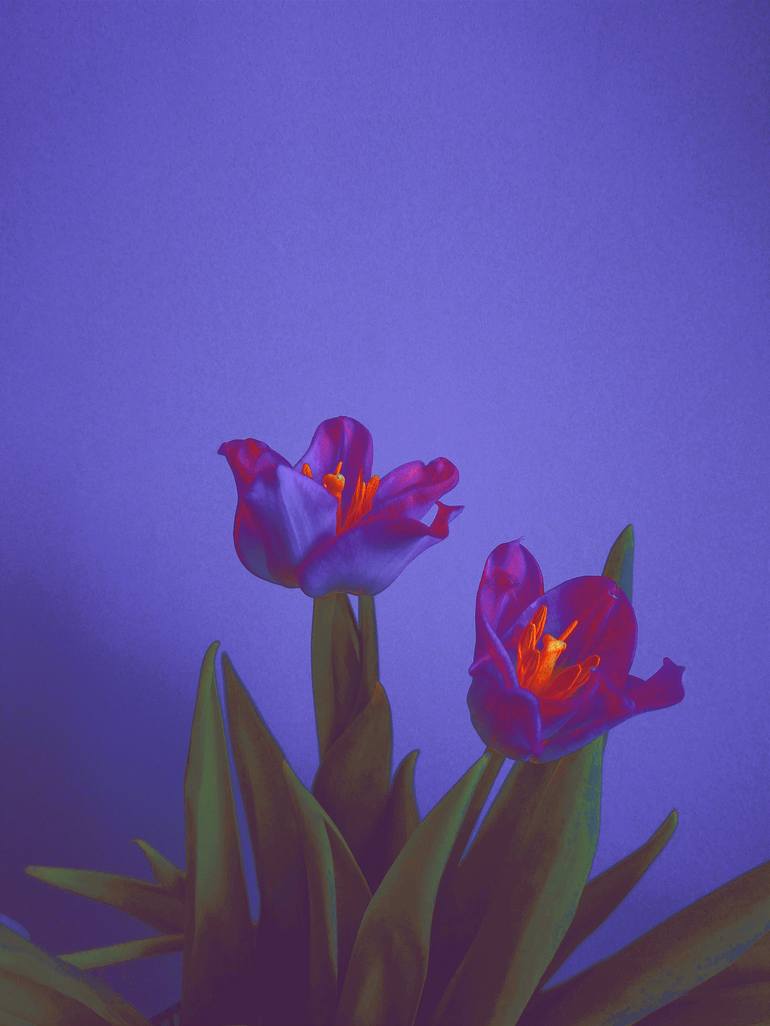 Print of Photorealism Floral Photography by Carrie Mok