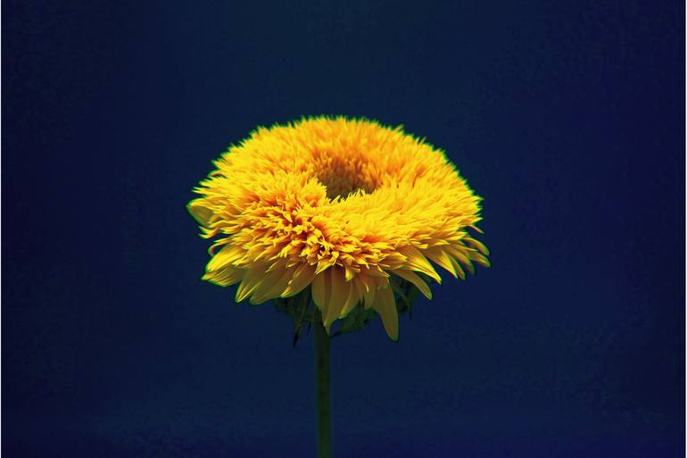 Sunflower - Print