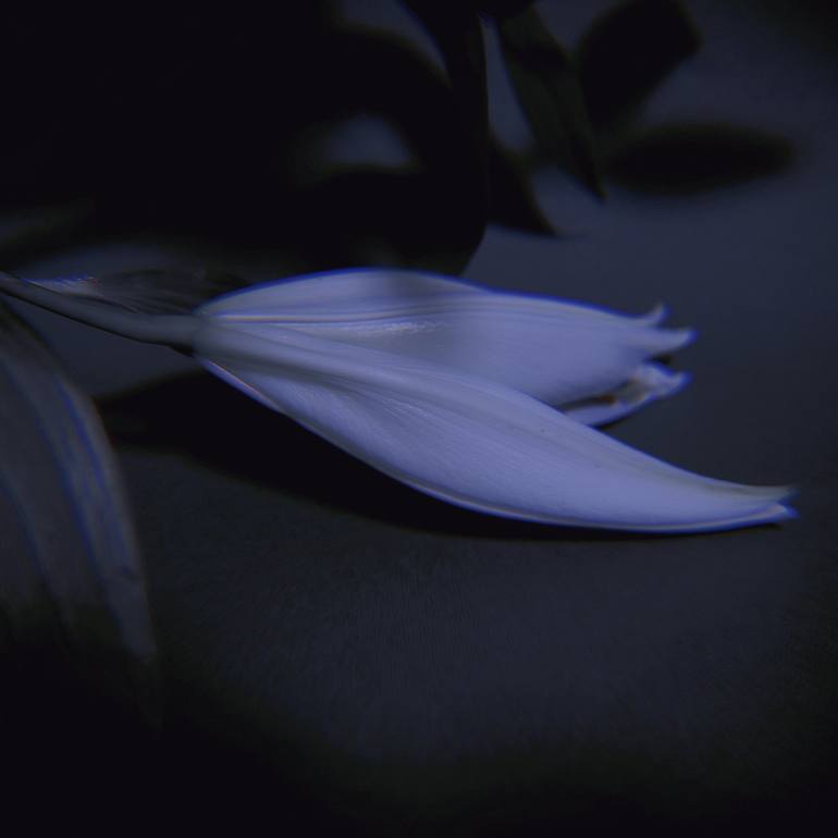 Print of Floral Photography by Carrie Mok