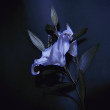 Print of Floral Photography by Carrie Mok