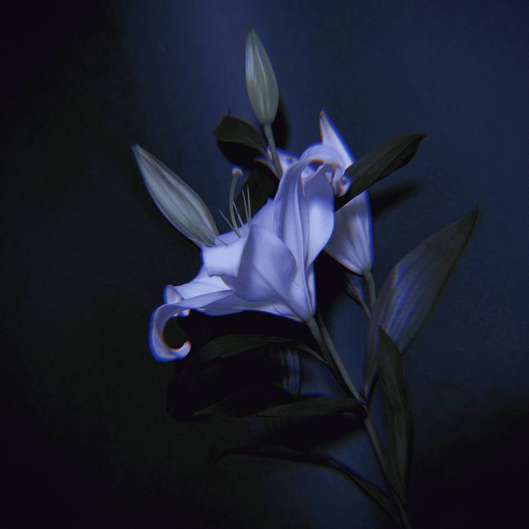Original Floral Photography by Carrie Mok