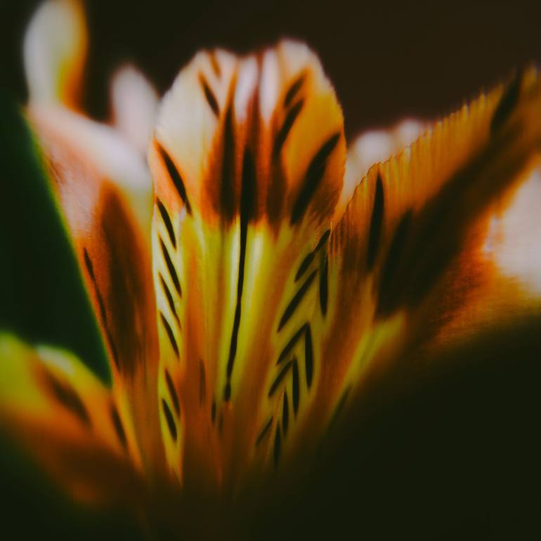 Print of Floral Photography by Carrie Mok