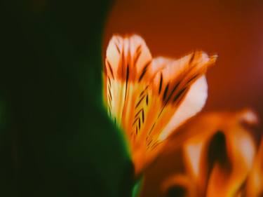 Print of Fine Art Floral Photography by Carrie Mok