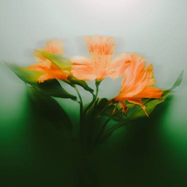 Original Fine Art Floral Photography by Carrie Mok