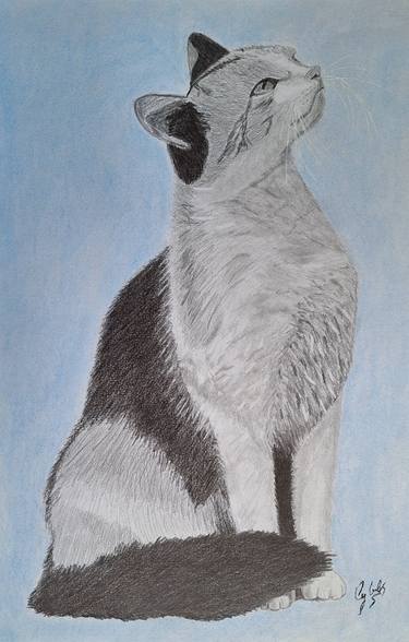 Original Realism Cats Drawings by Cybele Chaves