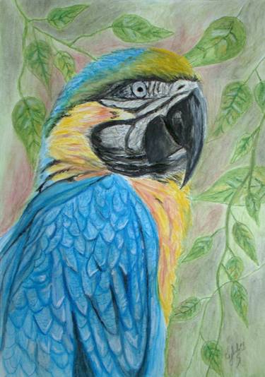 Blue and Yellow Macaw thumb