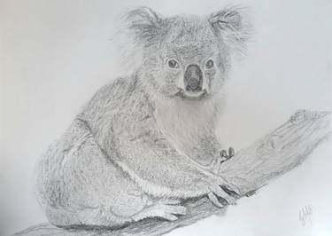 Adorable koala thumb