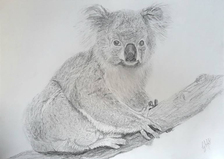 koala by greg joens in 2021 koala drawing realistic animal drawings animal drawings sketches on how to draw a koala realistic