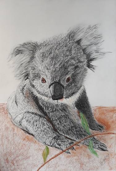 Koala Joey thumb