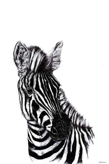 Zebra portrait thumb
