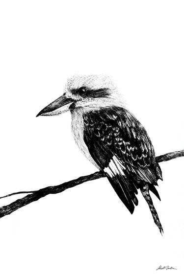 Kookaburra, Australian bird thumb