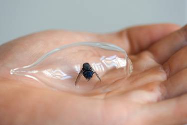 Cocoon (No. 45, blue bottle fly/ calliphora vomitoria) thumb