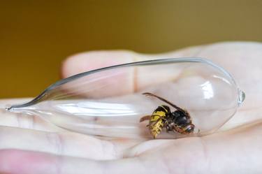 Cocoon (No. 32, European hornet/ vespa crabro) thumb