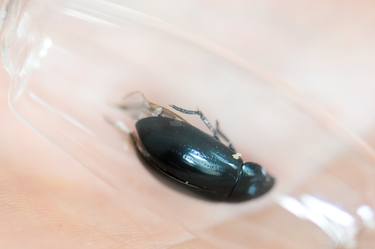 Cocoon (No. 28, water scavenger beetle/ hydrophilidae) thumb