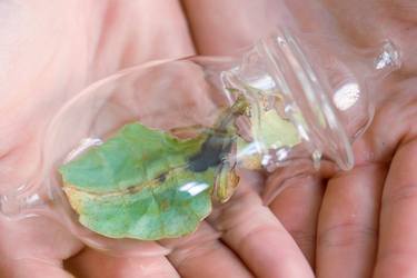 Cocoon (No. 43, leaf insect/ phylliidae) thumb