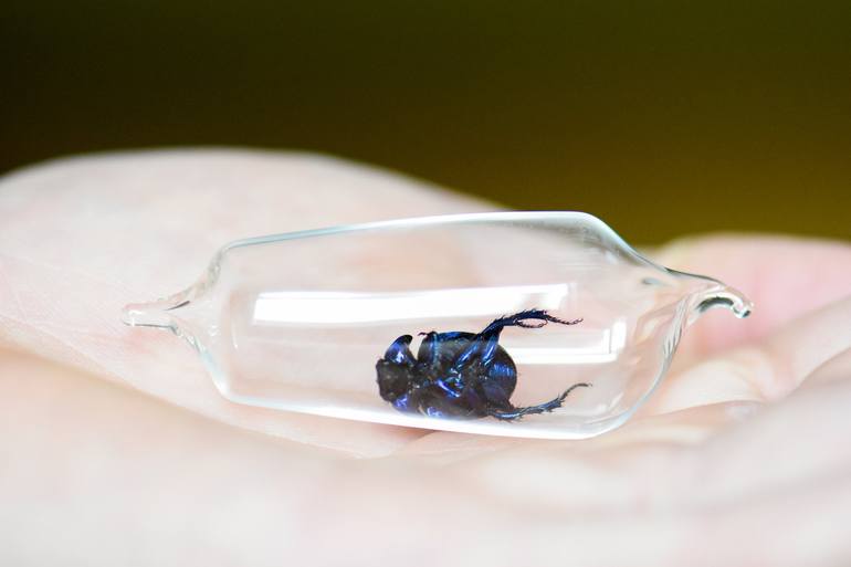 Cocoon No.15 dung beetle anoplotrupes stertorous