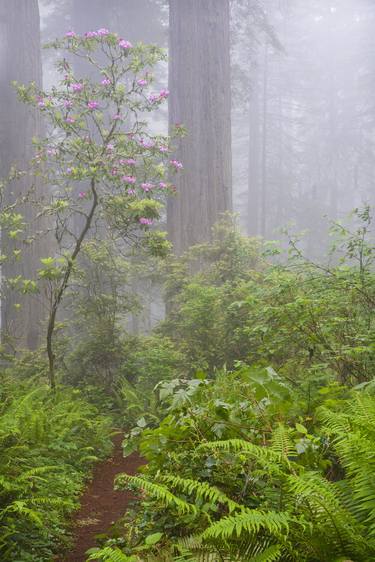 Rhododendron in Fog thumb