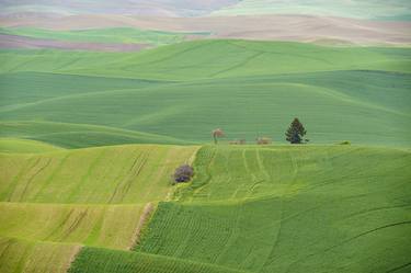 Palouse Dreams thumb