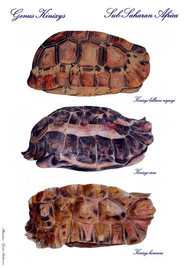 Original Animal Paintings by Gordon Colours