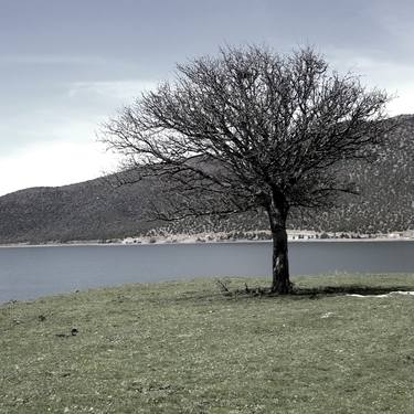Original Fine Art Tree Photography by Yiannis Galanakis