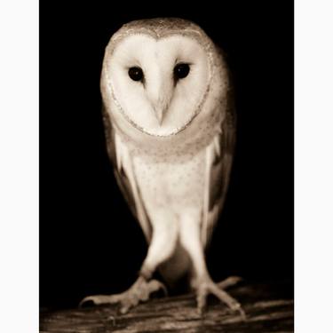 Barn Owl thumb