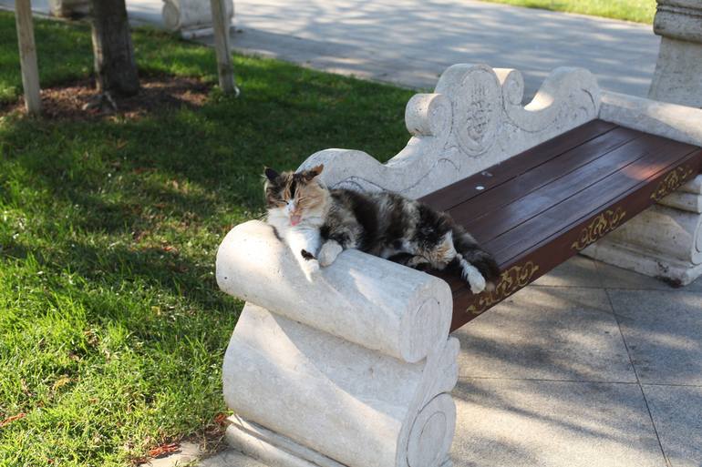 Cat on sale licking furniture