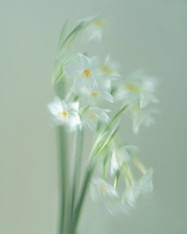 Original Fine Art Botanic Photography by Olena Zubach