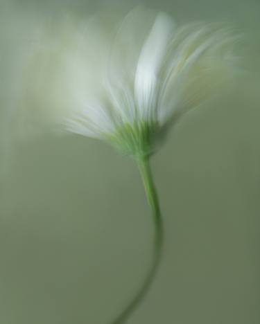 Original Contemporary Botanic Photography by Olena Zubach