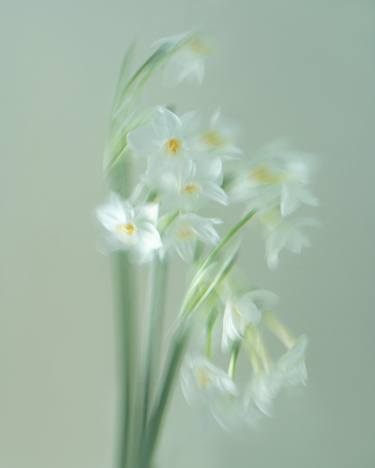Original Botanic Photography by Olena Zubach