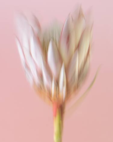 "Protea", from "Watercolors" series thumb