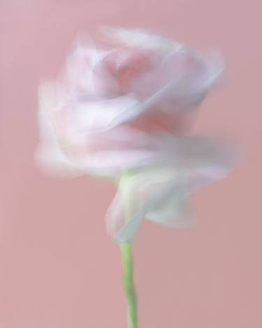 Rose, Watercolors series thumb