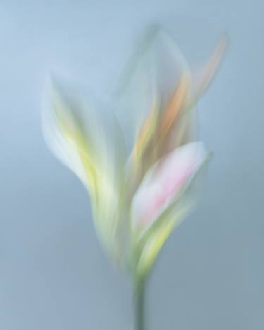 Original Botanic Photography by Olena Zubach