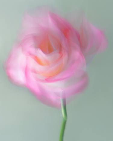 Original Fine Art Botanic Photography by Olena Zubach