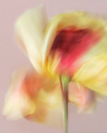 "Rose" from "Watercolors" series thumb
