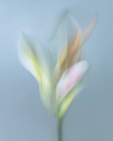 Original Minimalism Botanic Photography by Olena Zubach