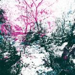 Fragmented Grove [2713] by brut carniollus