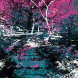 Twilight Grove [2712] by brut carniollus